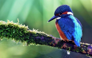 Bird Of Paradise High Definition Wallpapers