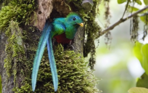 Bird Of Paradise Pictures