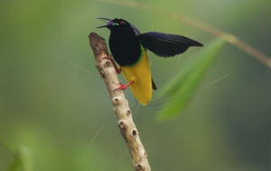 Bird Of Paradise Wallpapers