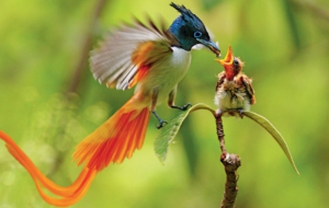 Bird Of Paradise Widescreen