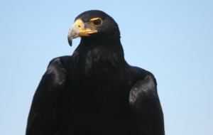 Black Eagle High Definition Wallpapers