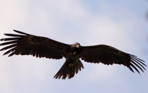 Black Eagle High Quality Wallpapers