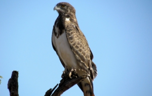 Black Eagle Wallpaper