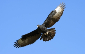 Black Eagle Wallpapers