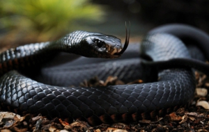 Black Mamba High Definition Wallpapers