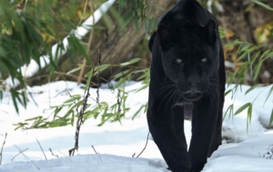 Black Panther Background