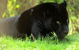 Black Panther Desktop