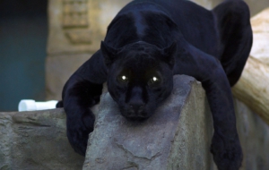 Black Panther Desktop Images