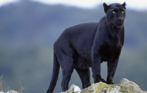 Black Panther HD Background