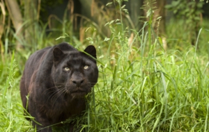 Black Panther Wallpaper For Laptop