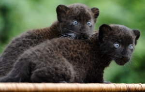 Black Panther For Desktop Background
