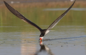 Black Skimmer For Desktop