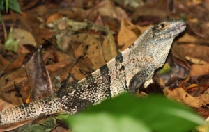 Black Spiny Tailed Iguana HD Background
