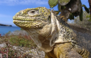 Black Spiny Tailed Iguana Wallpaper