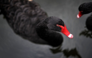 Black Swan High Quality Wallpapers