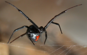 Black Widow Background
