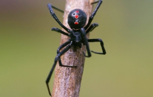 Black Widow HD Desktop