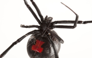 Black Widow High Definition Wallpapers