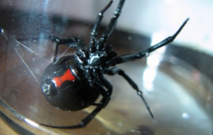 Black Widow High Quality Wallpapers