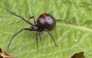 Black Widow Images