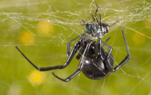 Black Widow Pictures