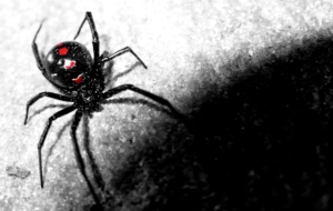 Black Widow Wallpaper