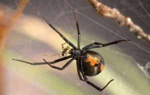 Black Widow Wallpapers