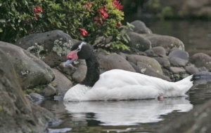 Black Necked Swan Background