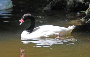 Black Necked Swan Desktop