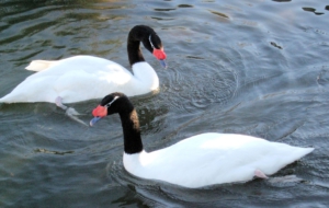 Black Necked Swan HD