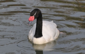 Black Necked Swan HD Background