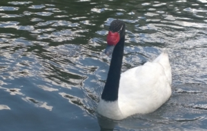 Black Necked Swan HD Desktop