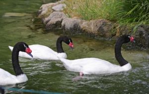 Black Necked Swan HD Wallpaper
