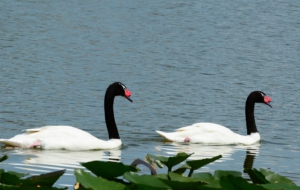 Black Necked Swan High Definition Wallpapers