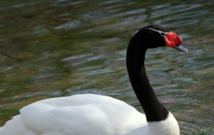 Black Necked Swan Images