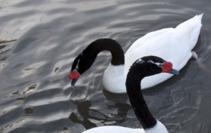 Black Necked Swan Pictures