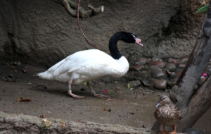 Black Necked Swan Wallpaper