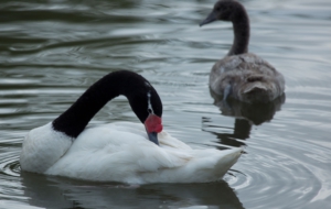 Black Necked Swan Wallpapers
