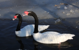 Black Necked Swan Wallpapers HD