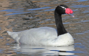 Black Necked Swan Widescreen