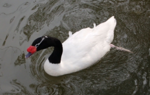 Black Necked Swan For Desktop
