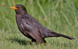 Blackbird Background
