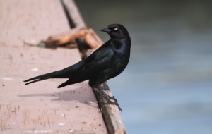 Blackbird Computer Wallpaper