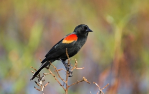 Blackbird HD Background