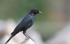 Blackbird High Definition Wallpapers