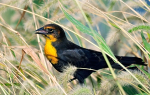 Blackbird Wallpapers HD