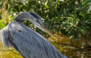 Blue Heron Background