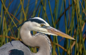 Blue Heron Computer Wallpaper