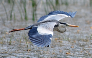 Blue Heron Desktop