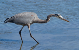 Blue Heron HD Background